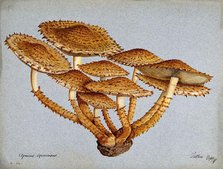 A fungus (Pholiota squarrosa), 1897. Creator: Unknown.
