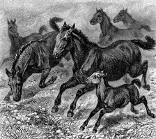 Herd of Tarpan, 1893. Artist: Unknown