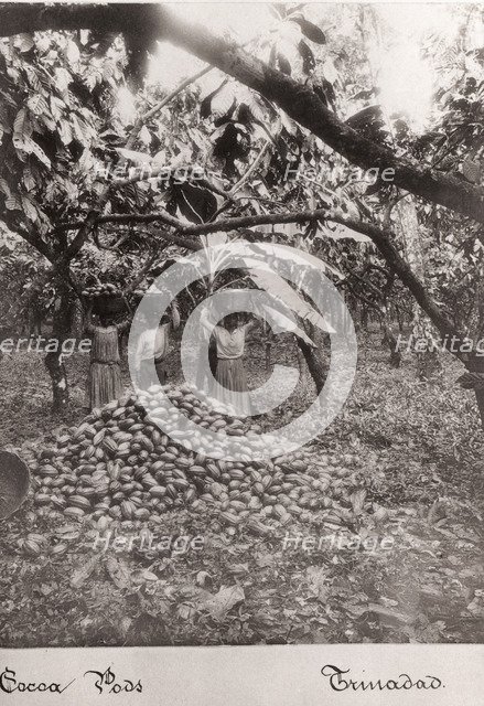 Women carry cocoa pods in baskets on their heads, Trinidad, 1897. Artist: Unknown