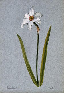 Daffodil (Narcissus species): flowering stem. Creator: Unknown.