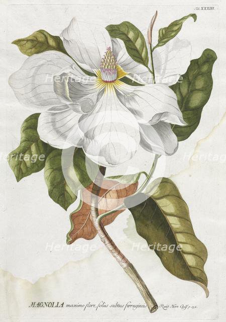 Plantae Selectae: No. 33 - Magnolia. Creator: Georg Dionysius Ehret (German, 1708-1770); Christopher Jacob Trew (German).