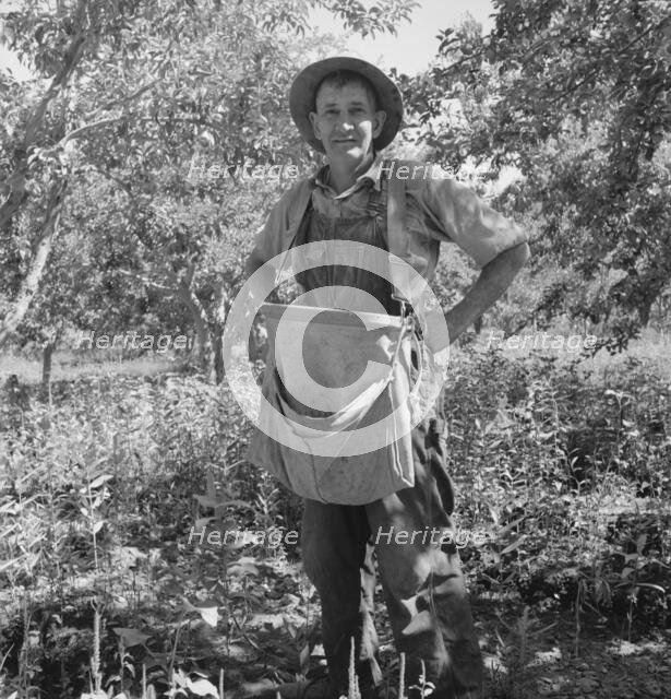 Fruit tramp, Yakima Valley, Wahington, 1939. Creator: Dorothea Lange.