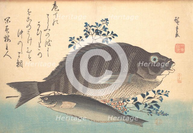 Shimadai and Ainame Fish, from the series Uozukushi (Every Variety of Fish), 1840s., 1840s. Creator: Ando Hiroshige.