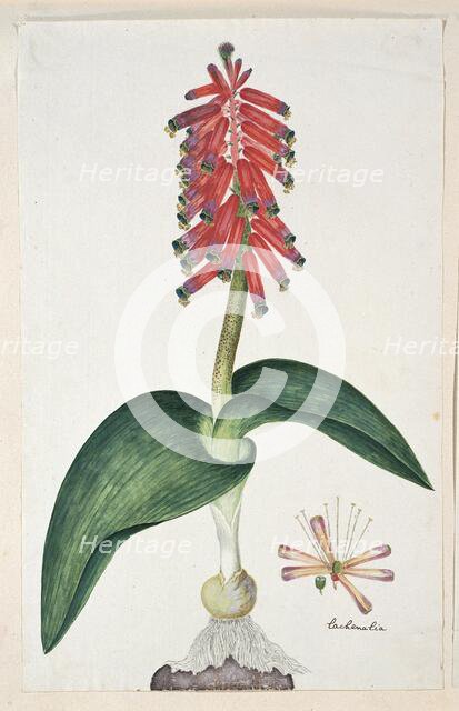 Lachenalia bulbifera (Cirillo) Engl., 1777-1786. Creator: Robert Jacob Gordon.