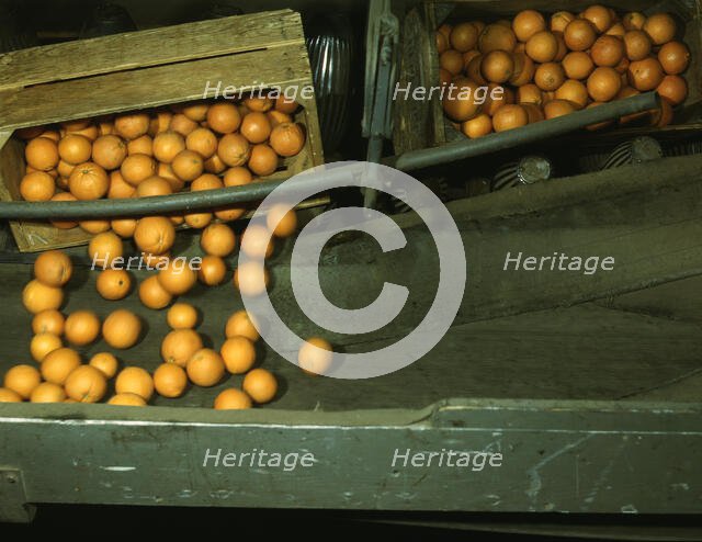 Automatic dumper at the co-op orange packing plant, Redlands, Calif., 1943. Creator: Jack Delano.