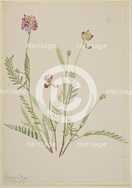 Alpine Vetch (Astragalus bourgovii), 1917. Creator: Mary Vaux Walcott.
