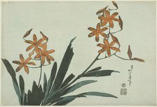 Orange Orchids, from an untitled series of flowers, Japan, c. 1832. Creator: Hokusai.