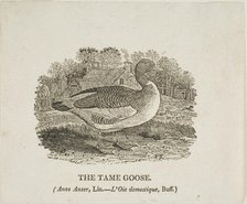 Tame Goose, n.d. Creator: Thomas Bewick.