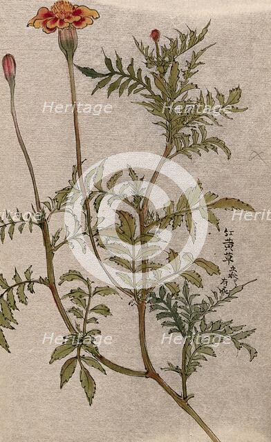 A marigold (Tagetes species): flowering stem. Creator: Unknown.