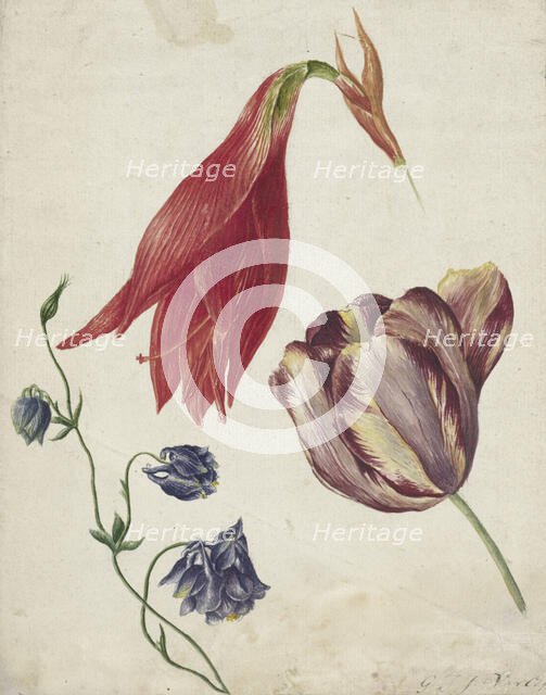 Tulip, columbine and amaryllis, 1792-1861. Creator: Georgius Jacobus Johannes van Os.