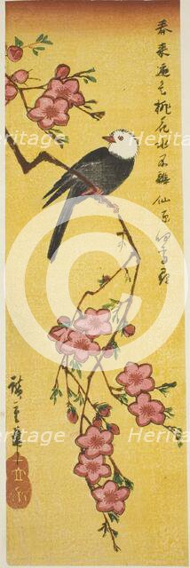 White-headed bird on peach branch, c. 1840. Creator: Ando Hiroshige.