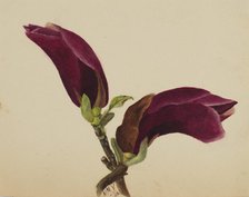 (Untitled--Flower Study), 1876. Creator: Mary Vaux Walcott.