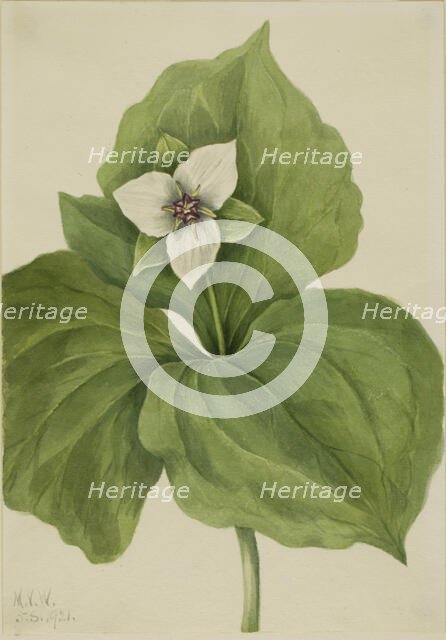 Wax Trillium (Trillium album), 1921. Creator: Mary Vaux Walcott.