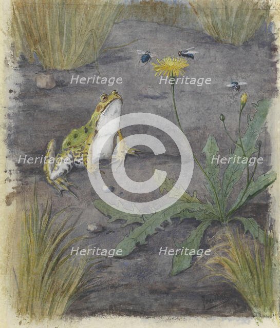Frog by a Dandelion with Flies, c.1877-c.1938. Creator: Joan van Noort.