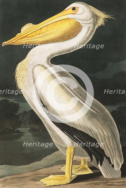 American White Pelican, Pelecanus Erythrorhynchos, 1845.