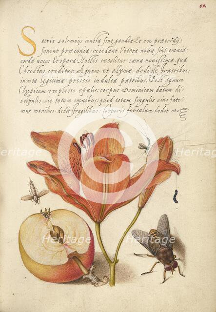 Insects, Orange Lily, Caterpillar, Apple, and Horse Fly, 1561-1562; illumination added 1591-1596. Creator: Joris Hoefnagel.