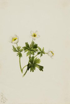 White Globeflower (Trollius albiflorus), 1899. Creator: Mary Vaux Walcott.