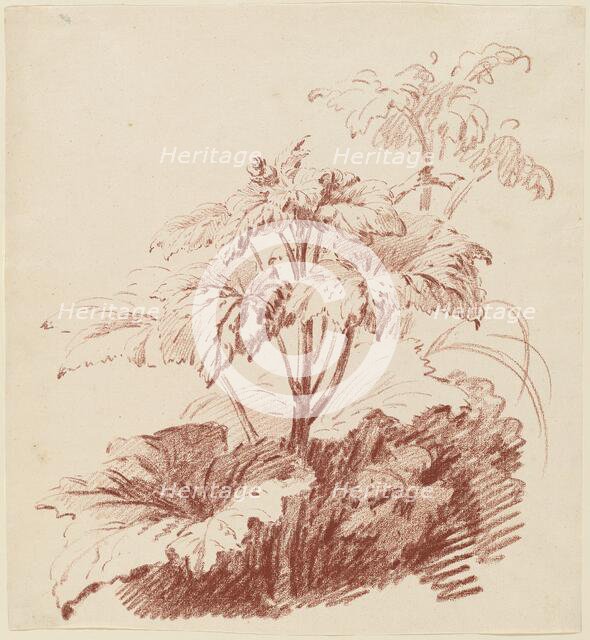 Flowering Plant with Buds, mid 1760s. Creator: Jean Baptiste Marie Huet.