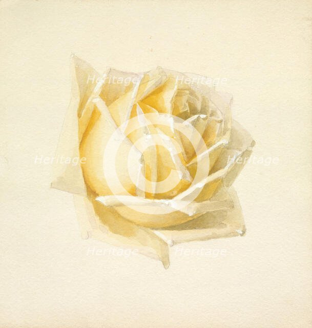 Study of a Rose, c1898. Creator: Paul de Longpré.