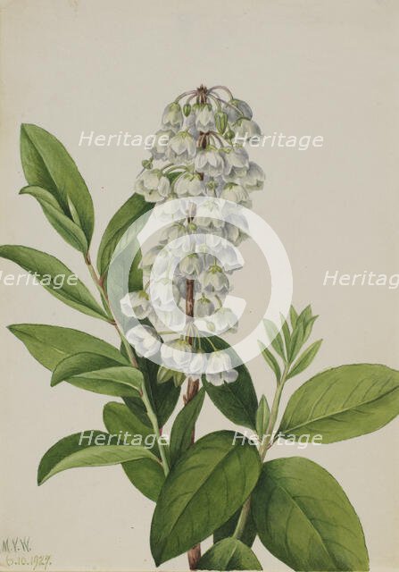 Zenobia (Zenobia cassinifolia), 1927. Creator: Mary Vaux Walcott.