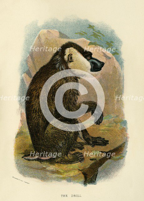 'The Drill', 1896. Artist: Henry Ogg Forbes.