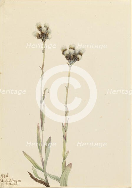 Gray Pussytoes (Antennaria howellii), 1921. Creator: Mary Vaux Walcott.