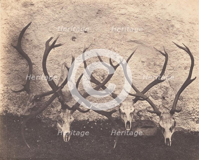 Stags Heads - Dibedale, ca. 1856. Creator: Horatio Ross.