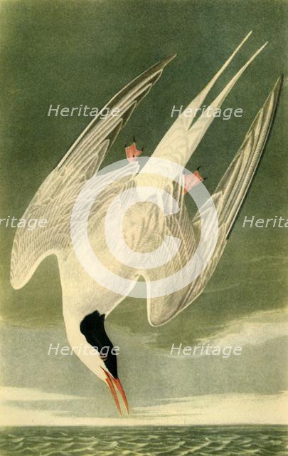 'Arctic Tern', 1835, (1942).  Creator: John James Audubon.