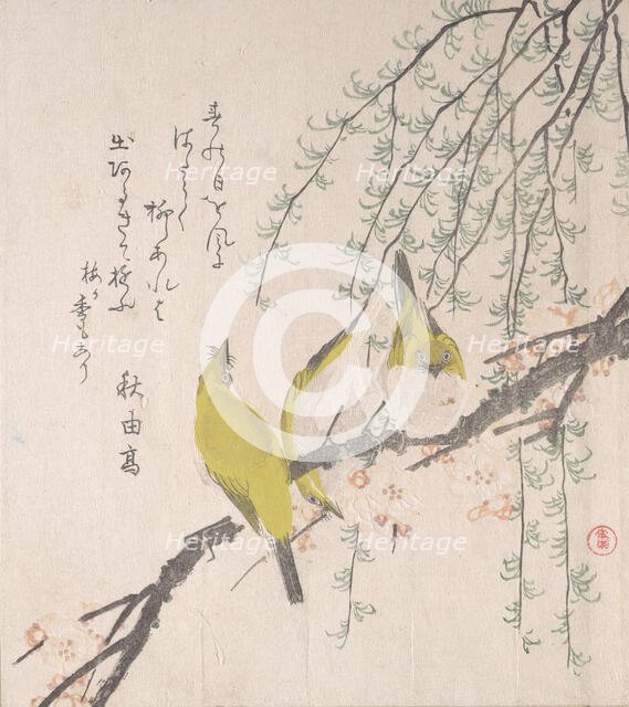 Japanese White-eyes with Plum Tree and Willow..., ca. 1810. Creator: Kubo Shunman.
