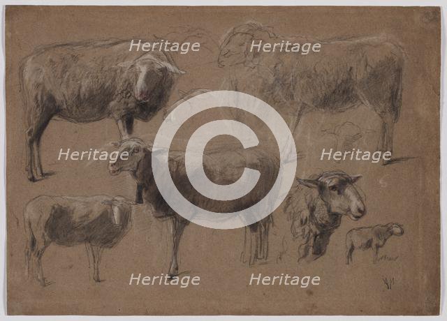 Studies of Sheep, second half 1800s. Creator: Anton Mauve (Dutch, 1838-1888).