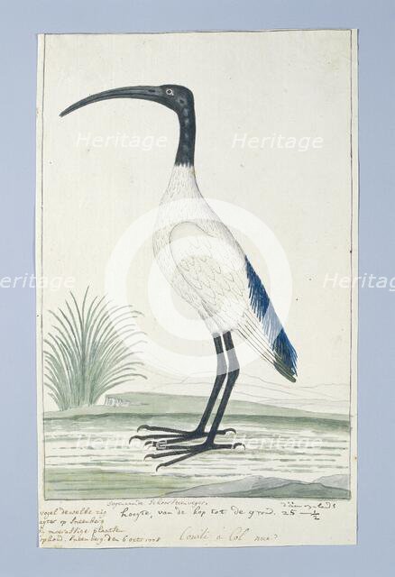 Threskiornis aethiopicus (African sacred ibis), 1778. Creator: Robert Jacob Gordon.
