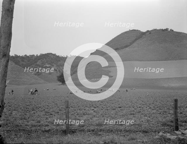 Filipino gang labor in pea fields near Pismo Beach, Nipomo, California, 1936. Creator: Dorothea Lange.