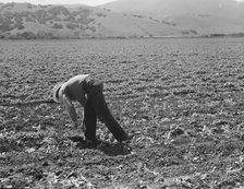 Spreckels sugar factory and sugar beet field, Monterey County, California, 1939. Creator: Dorothea Lange.