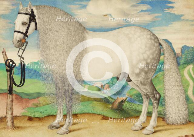 A Dappled Gray Stallion Tethered in a Landscape, about 1584-1587. Creator: Unknown.