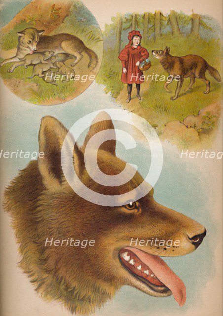 'The Wolf', c1900. Artist: Helena J. Maguire.