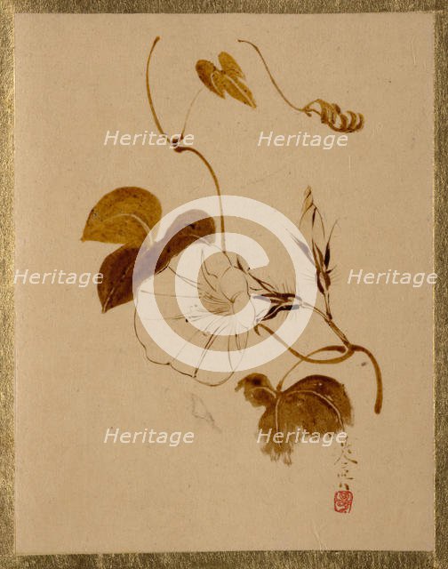 Morning Glory. Creator: Shibata Zeshin.