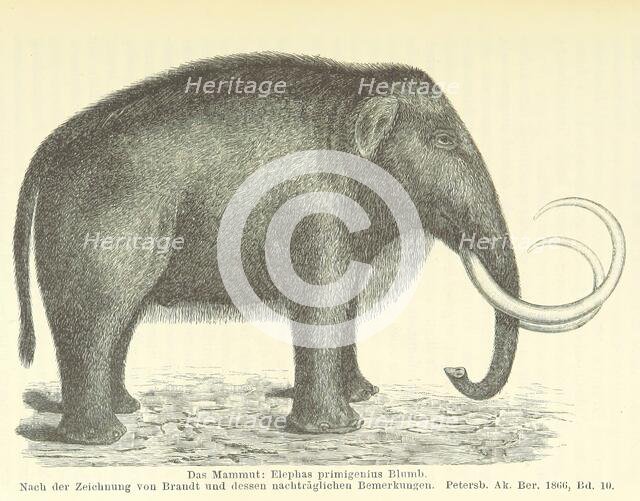 The Mammoth, 1885.  Creator: Unknown.