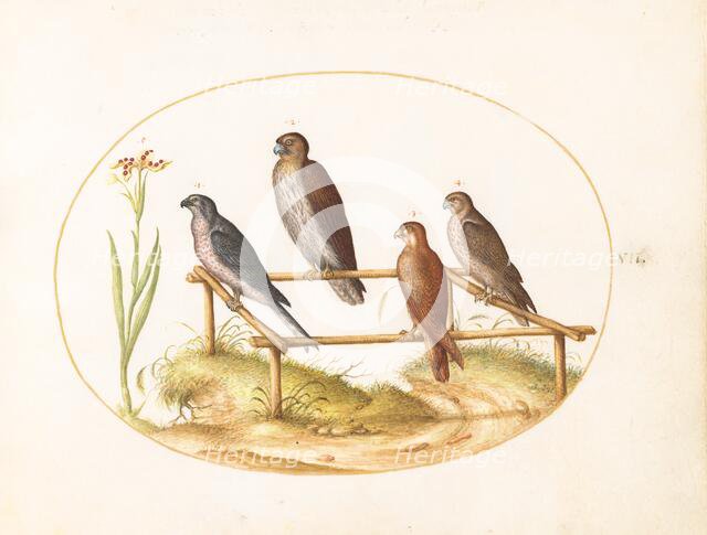 Animalia Volatilia et Amphibia (Aier): Plate VII, c. 1575/1580. Creator: Joris Hoefnagel.