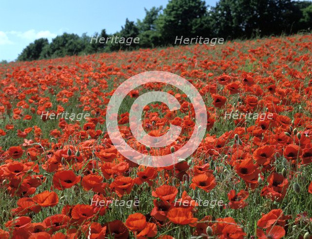 Poppy Fields, Great Bookham, Surrey, England, c2000.