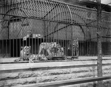 Lions and tigers in Lincoln Park, Chicago, The, c1901. Creator: Unknown.