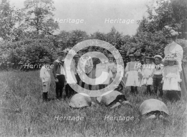 School children and three terrapin, Washington, D.C., (1899?). Creator: Frances Benjamin Johnston.