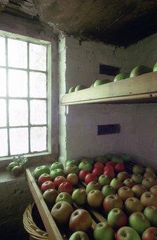 Stored apples.  Artist: Tony Evans