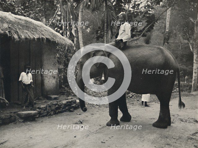 'Elefant auf einem Wege bei Kandy', 1926. Artist: Unknown.