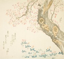 Dandelions and clovers beneath cherry tree, Japan, c. 1807. Creator: Hokusai.