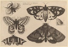 Three Moths, Two Butterflies, and a Bumble Bee, 1646. Creator: Wenceslaus Hollar.
