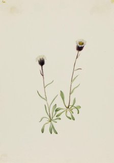 Aleutian Fleabane (Erigeron unalaschensis), n.d. Creator: Mary Vaux Walcott.