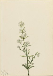 Northern Bedstraw (Galium boreale), 1922. Creator: Mary Vaux Walcott.