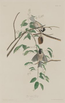 Black-capped Titmouse, 1833. Creator: Robert Havell.