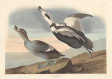 Pied Duck, 1836. Creator: Robert Havell.