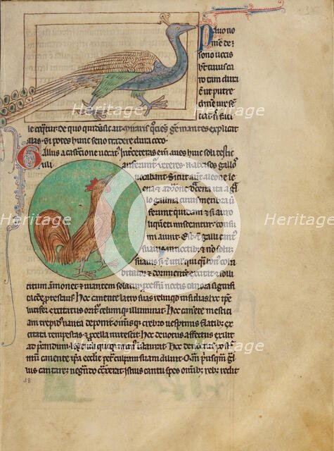 A Peacock; A Rooster; Northumberland Bestiary, about 1250-1260. Creator: Unknown.